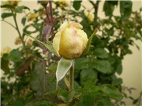 4d9adae0-Picture 3518.jpg